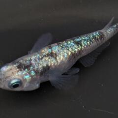 白ブチラメサファイアめだか有精卵30個の画像