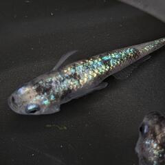 白ブチラメサファイアめだか有精卵30個
