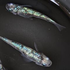 白ブチラメサファイアめだか有精卵30個の画像