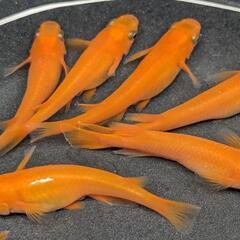 紅帝めだか有精卵50個