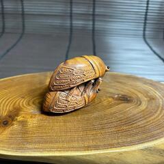 『番いの蝉』根付 提げ物 /緒締め /帯留め /Netsuke　江戸時代の画像