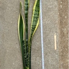 観葉植物 サンスベリア19の画像