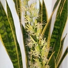 観葉植物 サンスベリア19の画像