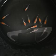 三色メダカ　現物出品【お取り引き中】