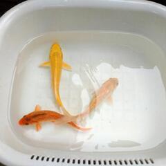 錦鯉