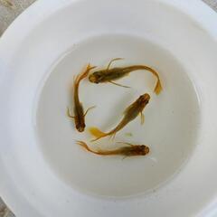 バタフライ　めだかの有精卵20個＋5個の画像
