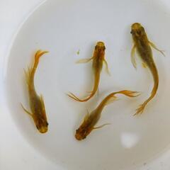 バタフライ　めだかの有精卵20個＋5個の画像