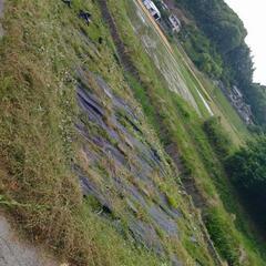 激得【光市 塩田佐田原】◆畑地 (宅地に変更可) を購入しません...
