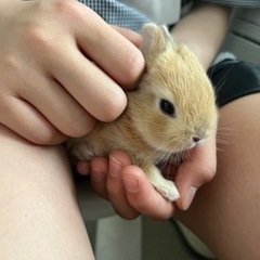 仔ウサギの里親探しています。