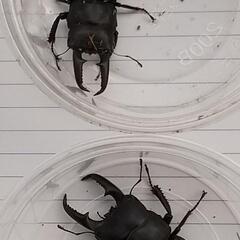 本土ヒラタクワガタ(埼玉県産)