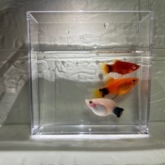 熱帯魚　ミッキーマウスプラティ　まとめ売り