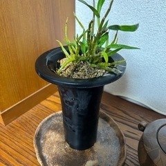 植物・花苗・セッコク・長生蘭（鉢無し¥800