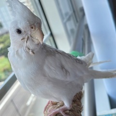 オカメインコ、5ヶ月の子を引き取ってくれる方