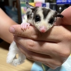 フクロモモンガ　決まりました。