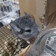 チンチラ（げっ歯類）赤ちゃんが産まれたので里親募集