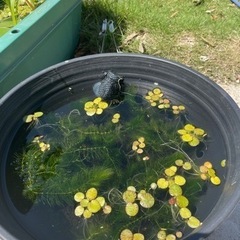 水草　マツモ　5本100円