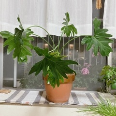 お譲り先決定◆セローム植木鉢付◆静岡での受け渡しは27日夕方まで