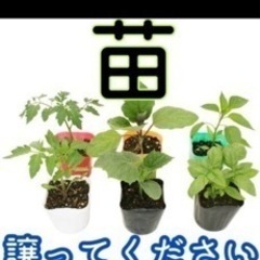 苗や種