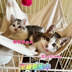 生後2ヶ月弱の姉妹🐾(里親様決定！)