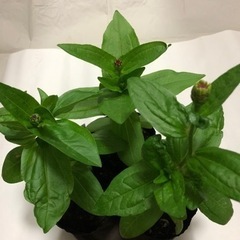 百日草ジニア　花の苗　まだ蕾　花壇向き