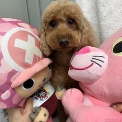 一旦募集停止します。Tプー女子（代理投稿です）
