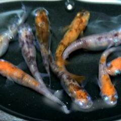 ◆三色ラメメダカ◇　卵20個