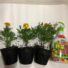 マリーゴールド  花の苗　開花中　花壇向きの画像
