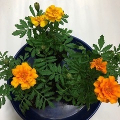 マリーゴールド  花の苗　開花中　花壇向きの画像