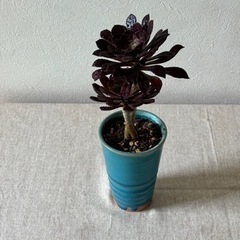 クロボウシ　の画像