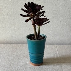 クロボウシ　の画像