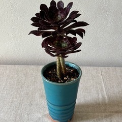 クロボウシ　の画像