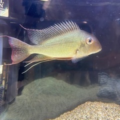 熱帯魚　
ゲオファーガス 20センチ　値下げ交渉可能　