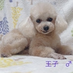 🐶🐶里親さん募集🐶