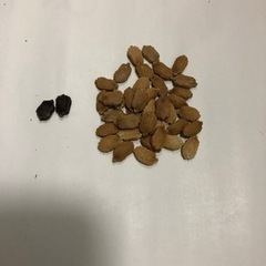 ゴーヤー　芽生え幼苗　抜いてお渡しの画像