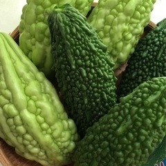 ゴーヤー　芽生え幼苗　抜いてお渡しの画像