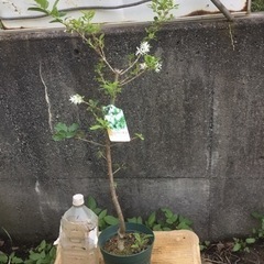 ヒトツバタコ