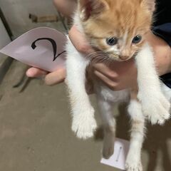 ４月23日生まれの子猫４匹 - 西白河郡