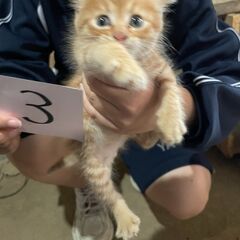 ４月23日生まれの子猫４匹 - 猫