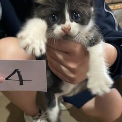 ４月23日生まれの子猫４匹 − 福島県