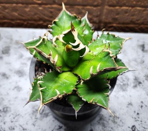 アガベ　チタノタレッドキャットウィーズル赤猫　裏棘