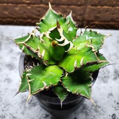 アガベ チタノタレッドキャットウィーズル赤猫 裏棘