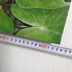 カエルの油絵◇新作◇F4号キャンバス