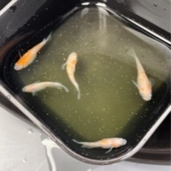 王華メダカ若魚5匹