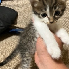 生後１ヵ月程度の兄弟子猫