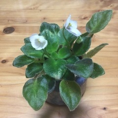 生活雑貨 家庭用品 ガーデニングの画像