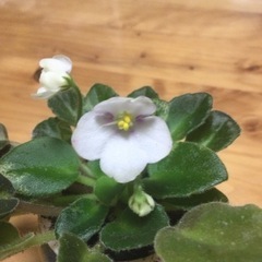 生活雑貨 家庭用品 ガーデニングの画像