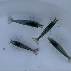 水色シュリンプ　10匹　　の画像