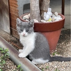 白グレーハチワレと黒子猫の兄妹🩷お外で迎えてくれる家を待ってるにゃん🩷