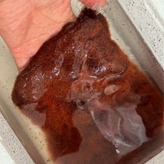 6月分募集!!　生き餌　国産イトメ　金魚・メダカ・熱帯魚•カメ・...