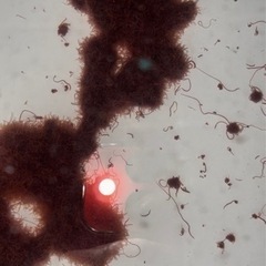 6月分募集!!　生き餌　国産イトメ　金魚・メダカ・熱帯魚•カメ・ザリガニなどに   の画像
